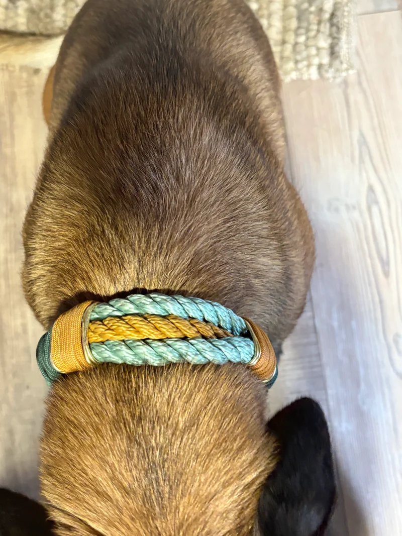 Halsband Sinfoni