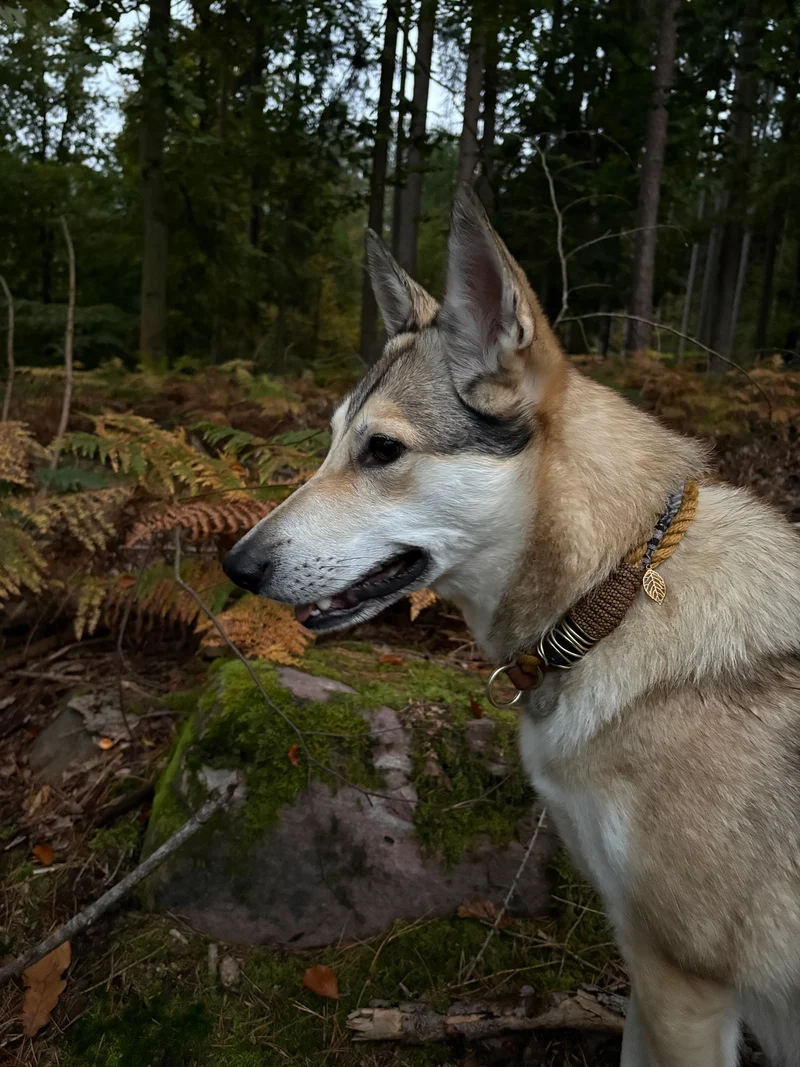 Halsband Autumn