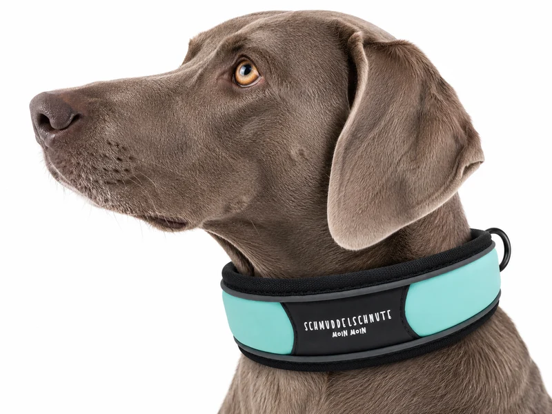 Hundehalsband "Allwedda" Mint