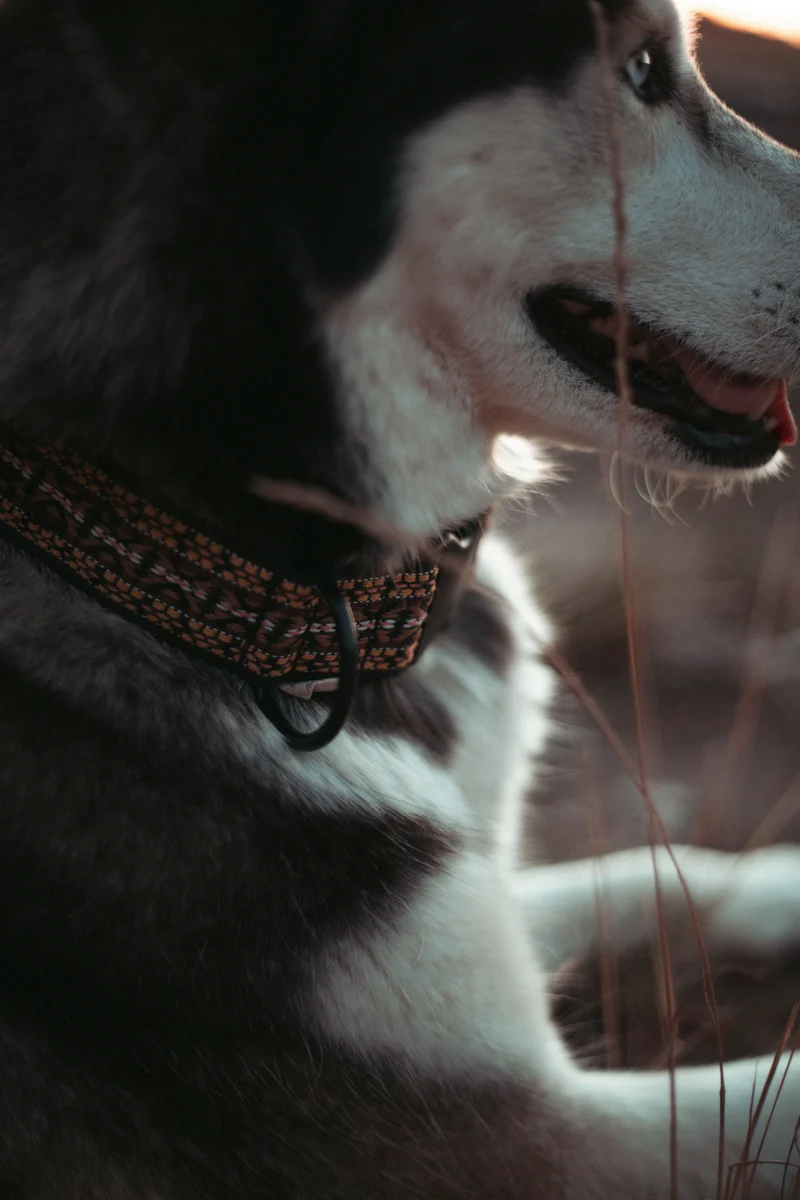 NØRDEN PAWS | Canyon | verstellbares Hundehalsband