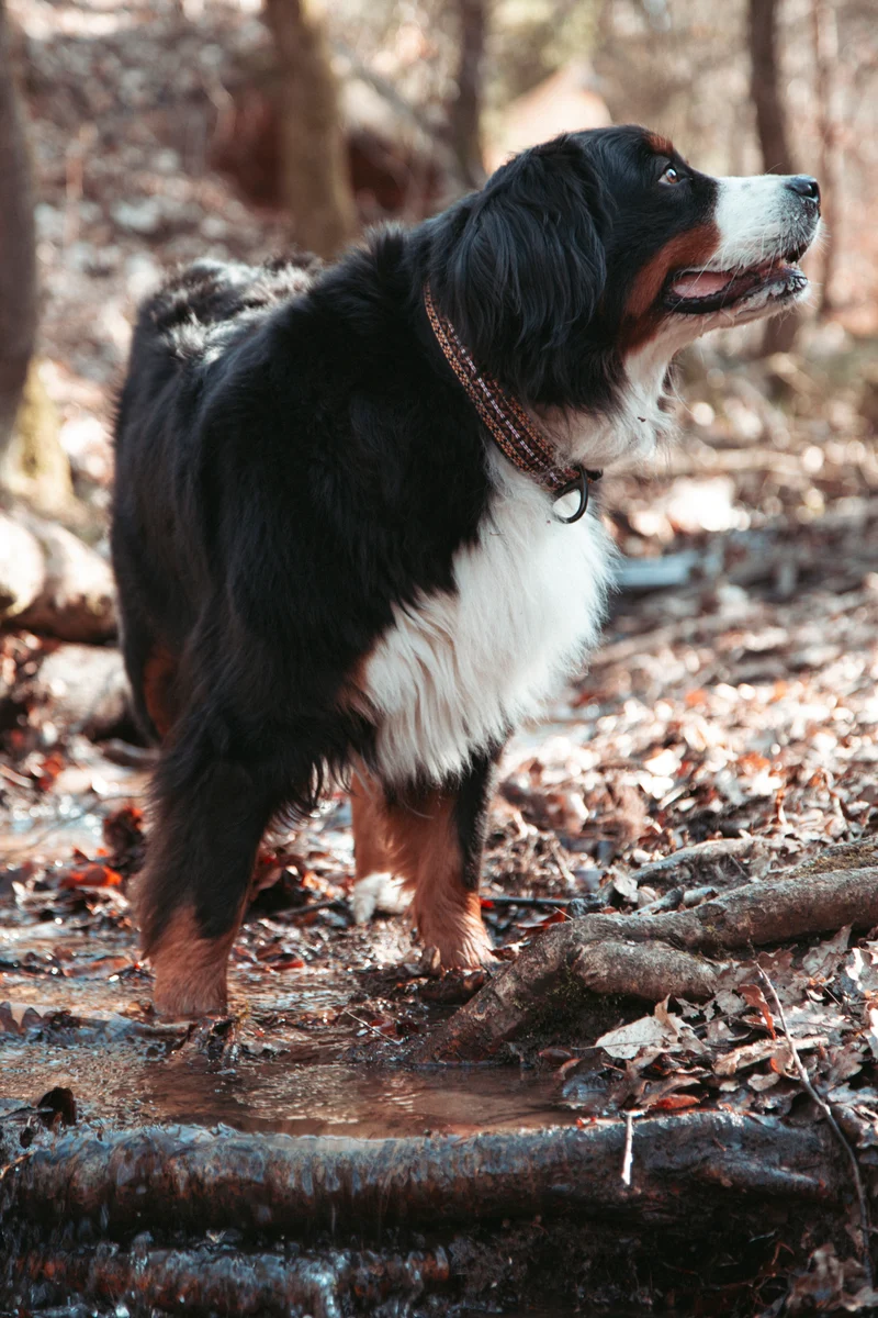 NØRDEN PAWS | Canyon | verstellbares Hundehalsband
