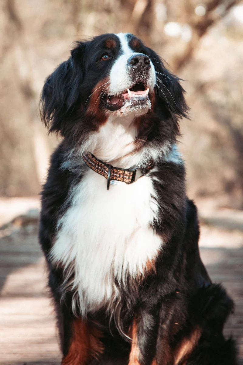 NØRDEN PAWS | Canyon | verstellbares Hundehalsband