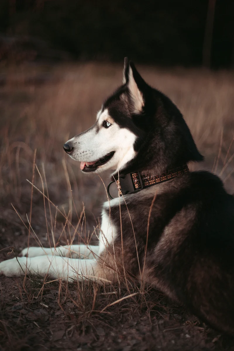 NØRDEN PAWS | Canyon | verstellbares Hundehalsband