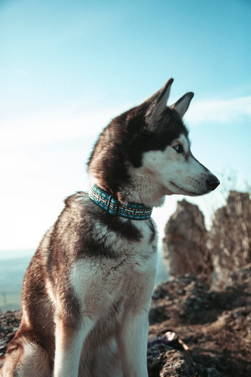 NØRDEN PAWS | Glacier | verstellbares Hundehalsband