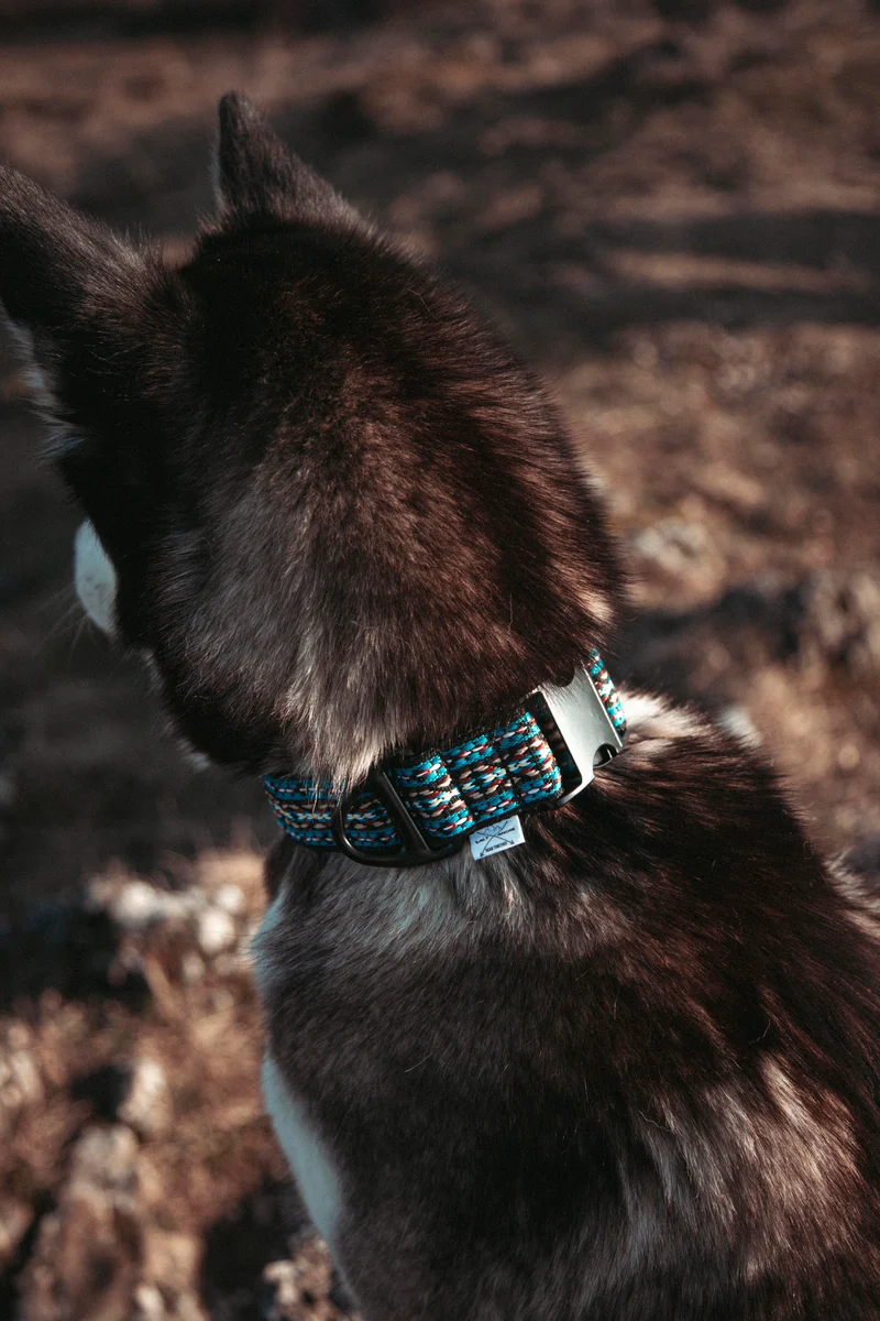 NØRDEN PAWS | Glacier | verstellbares Hundehalsband