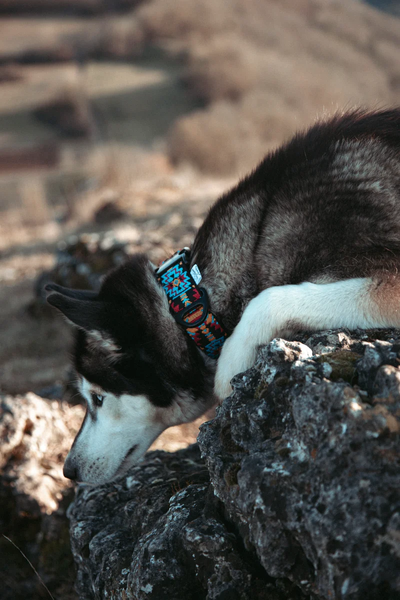 Ice Peak | verstellbares Hundehalsband