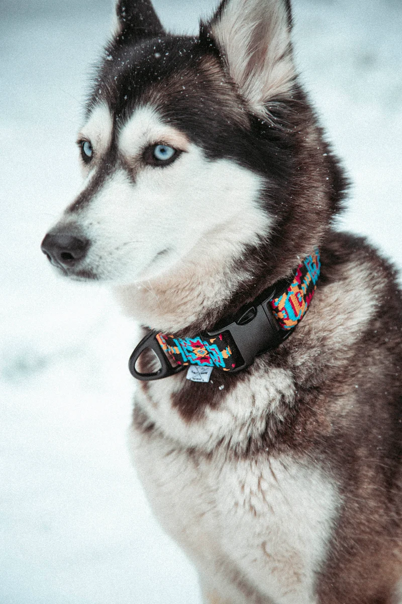 Ice Peak | verstellbares Hundehalsband