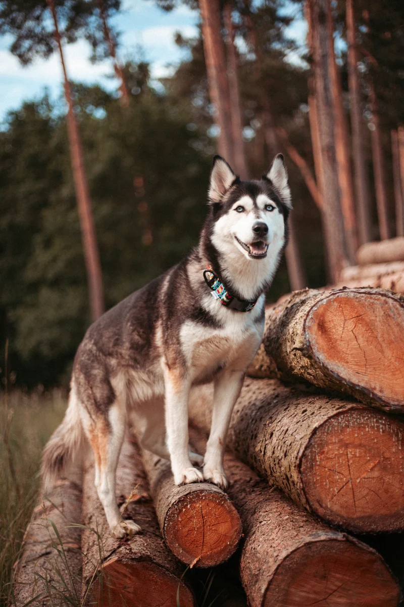 Ice Peak | verstellbares Hundehalsband