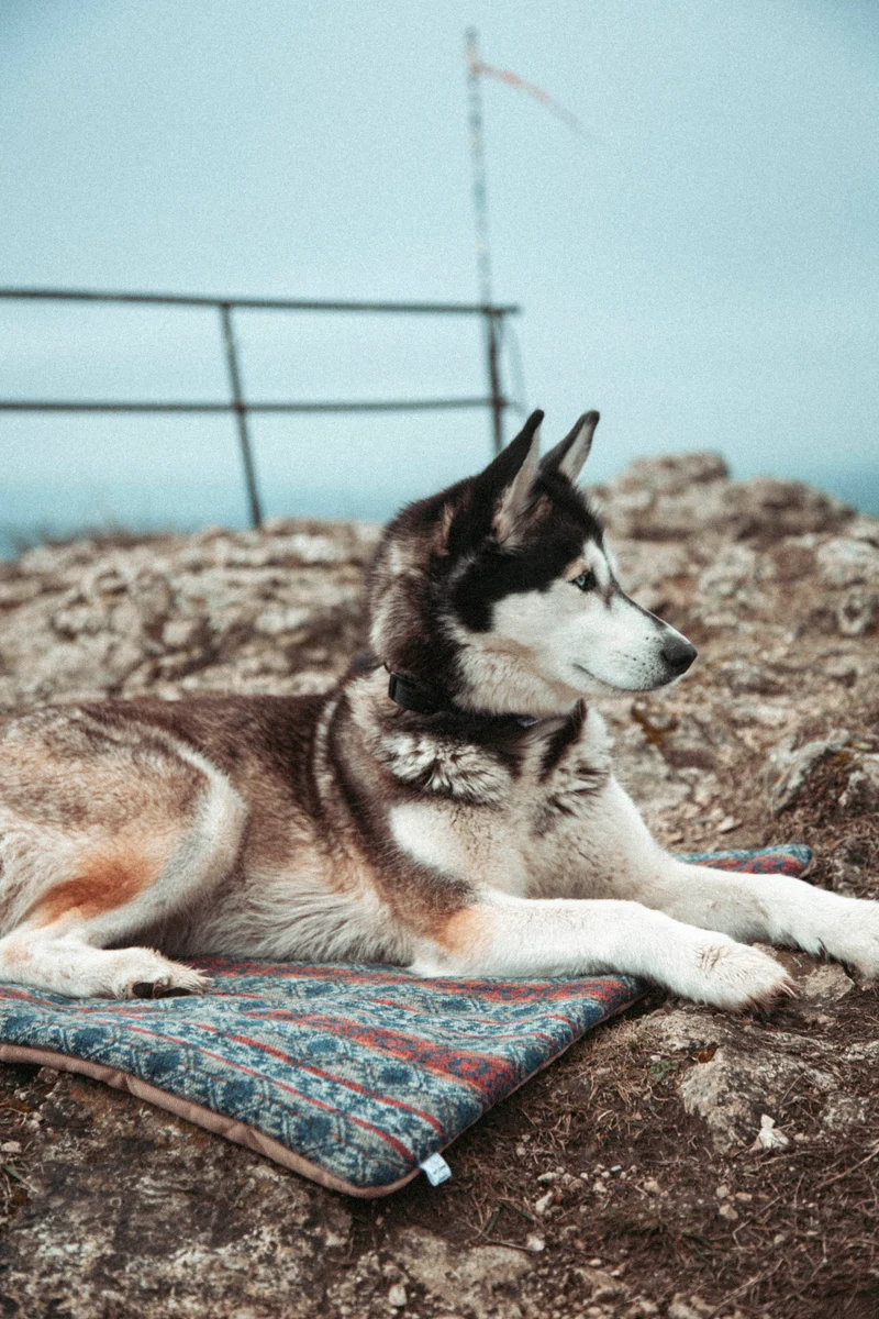 Northern Summit Collection - Basecamp | Travel Blanket