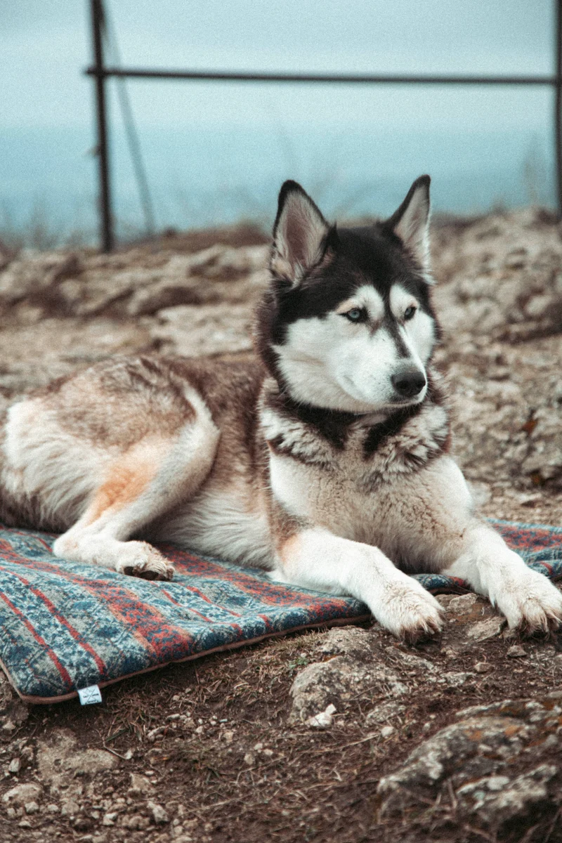 Northern Summit Collection - Basecamp | Travel Blanket