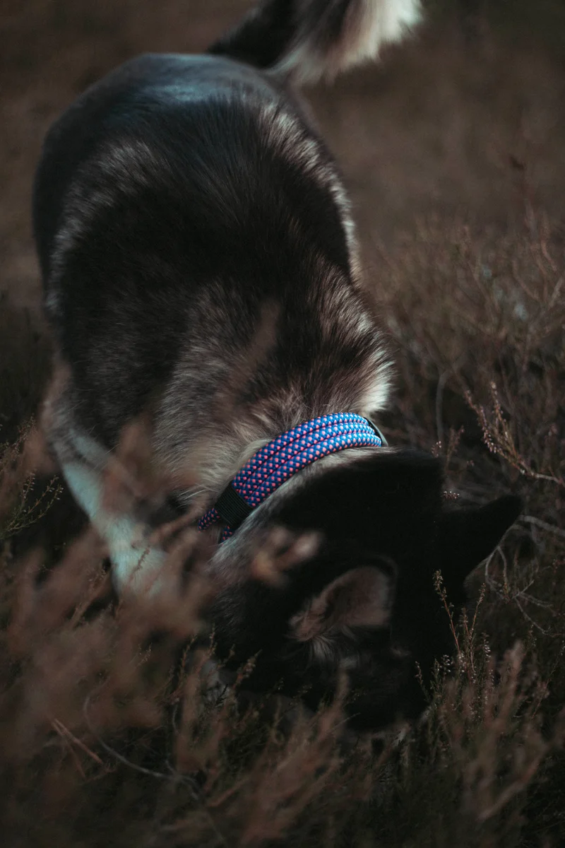 Mountain Climber | verstellbares Hundehalsband