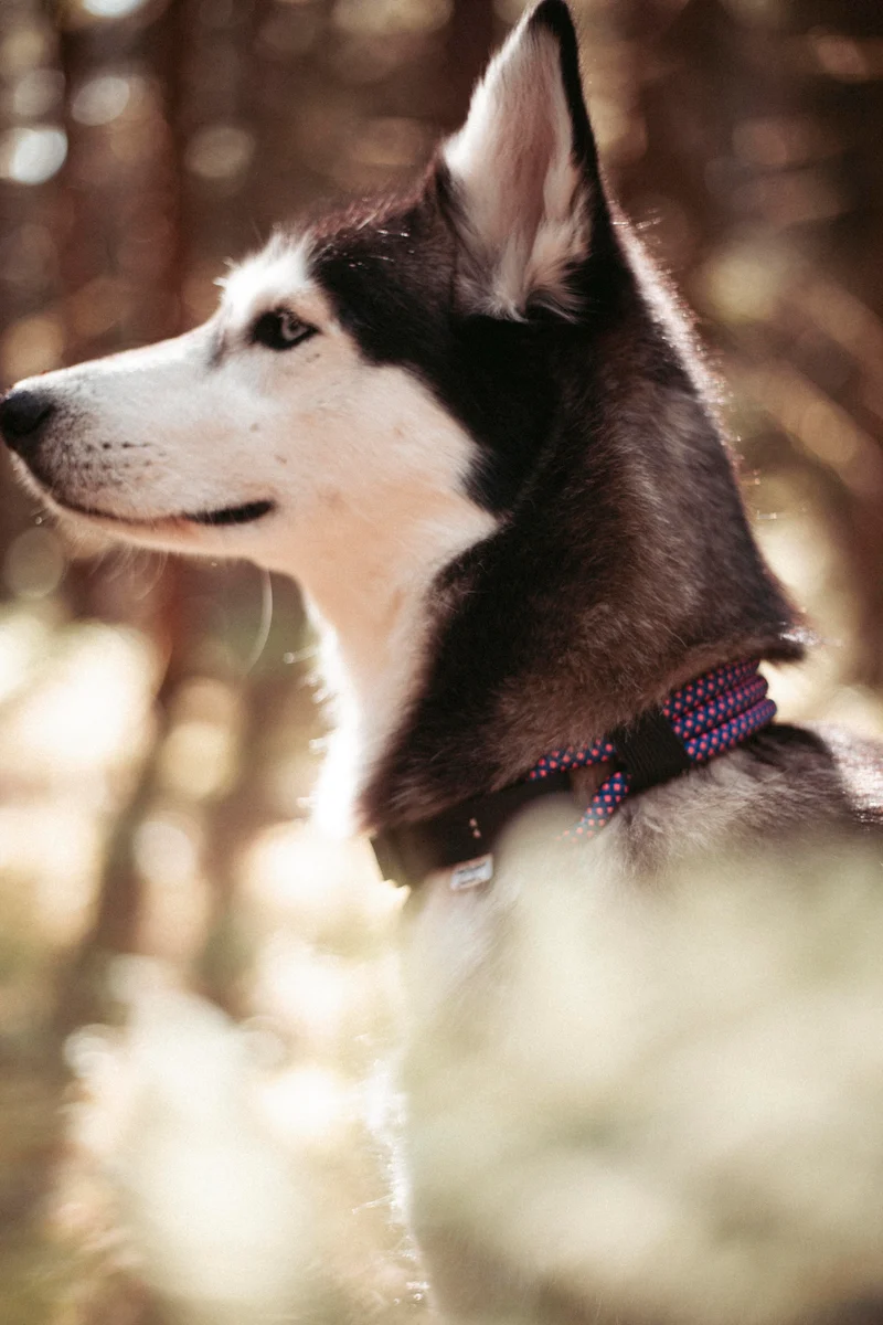 Mountain Climber | verstellbares Hundehalsband