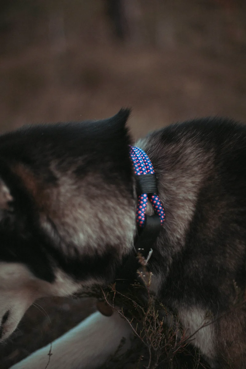 Mountain Climber | verstellbares Hundehalsband