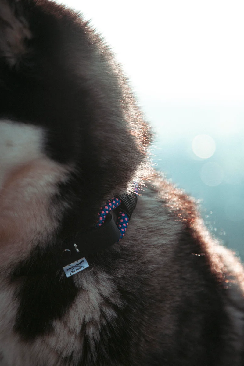 Mountain Climber | verstellbares Hundehalsband