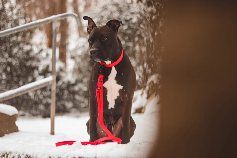 Hundehalsband "Schietwedda" Bordeaux