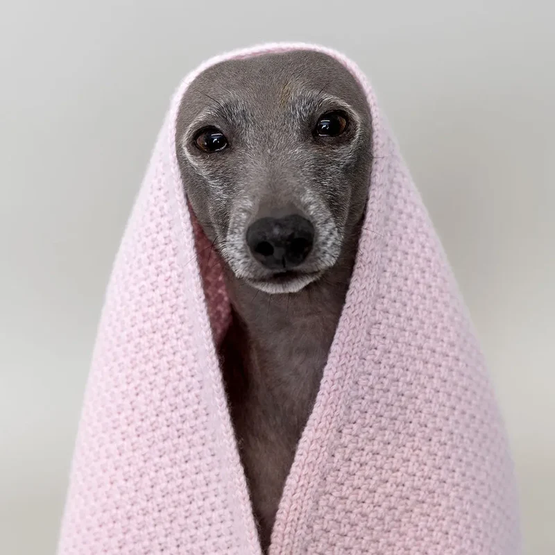 Hundedecke "Perla Deluxe"