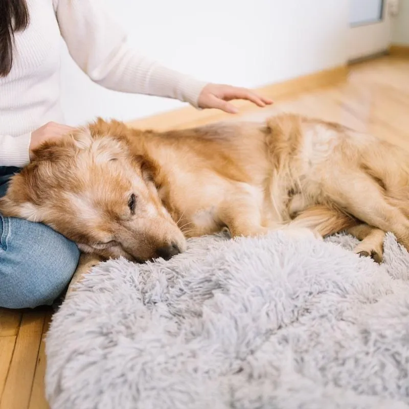 Calming Cuddle Bed - Frost Brown