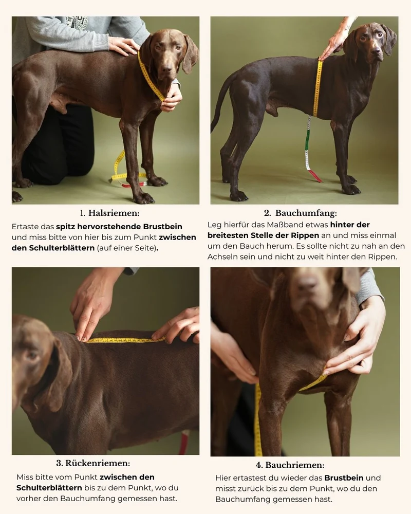 Hundegeschirr 'Bjarki' in Olive