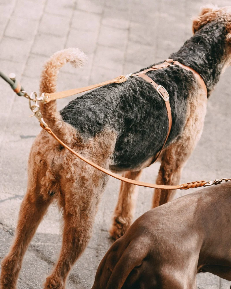 Komplett-Set | 2 Stück Verbindungsteile aus Leder inkl. Ring - für 2 Hunde an einer Leine
