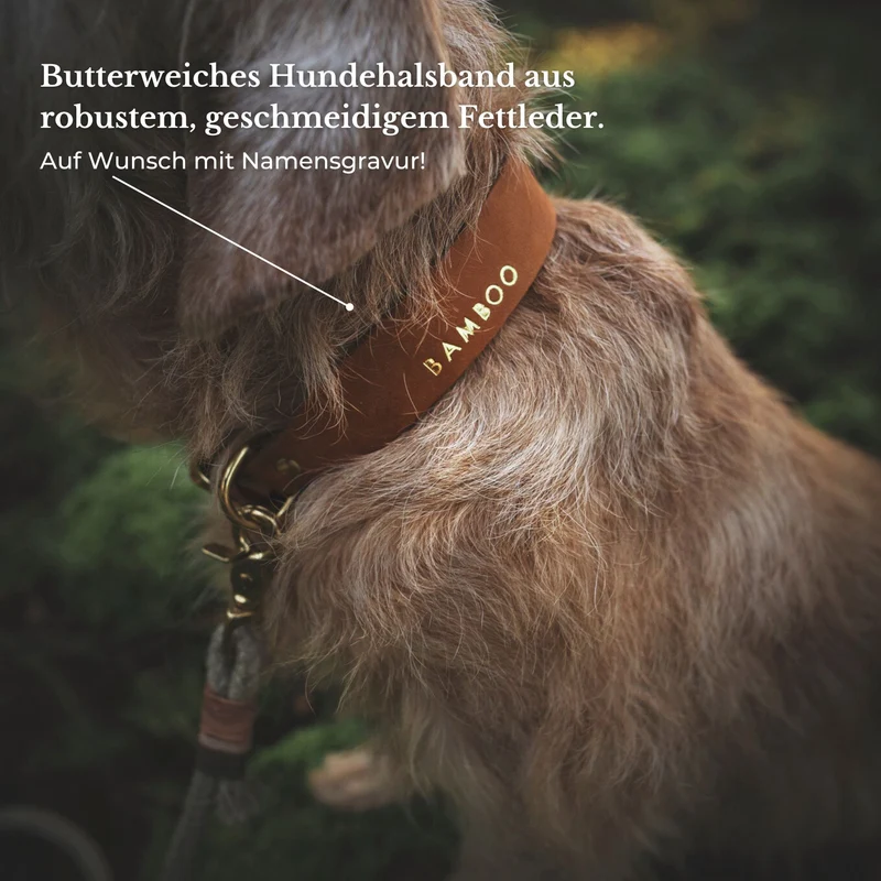 Essentials Walk Bundle | Lederhalsband + Tauleine Olive Grove + Hundemarke
