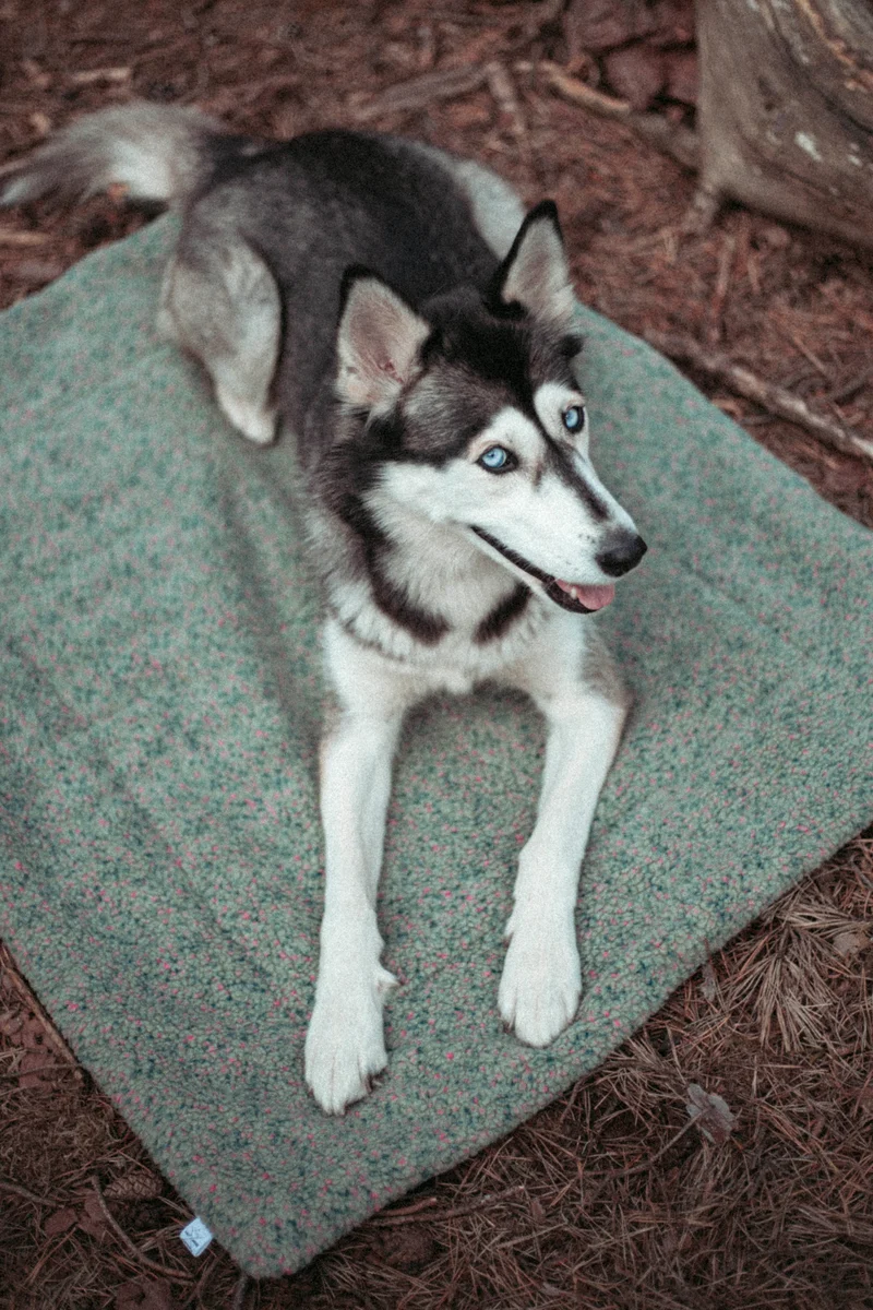 Pineberry Basecamp | Travel Blanket
