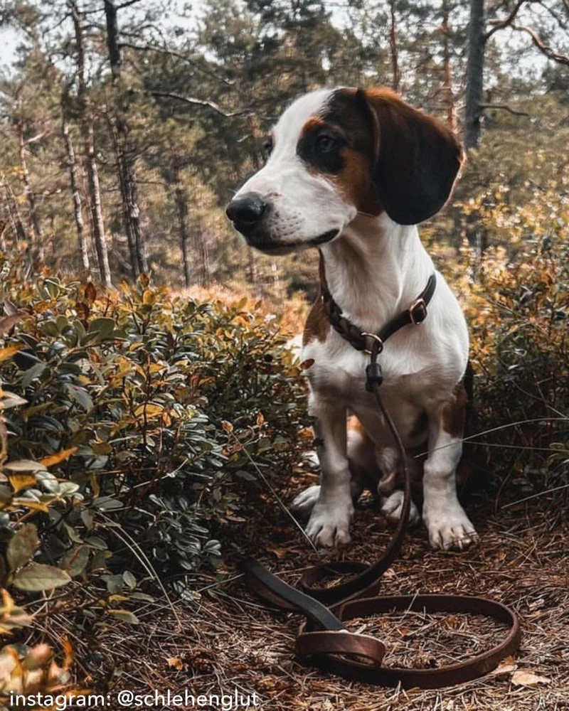 Retrieverleine aus Fettleder 'Bayo'