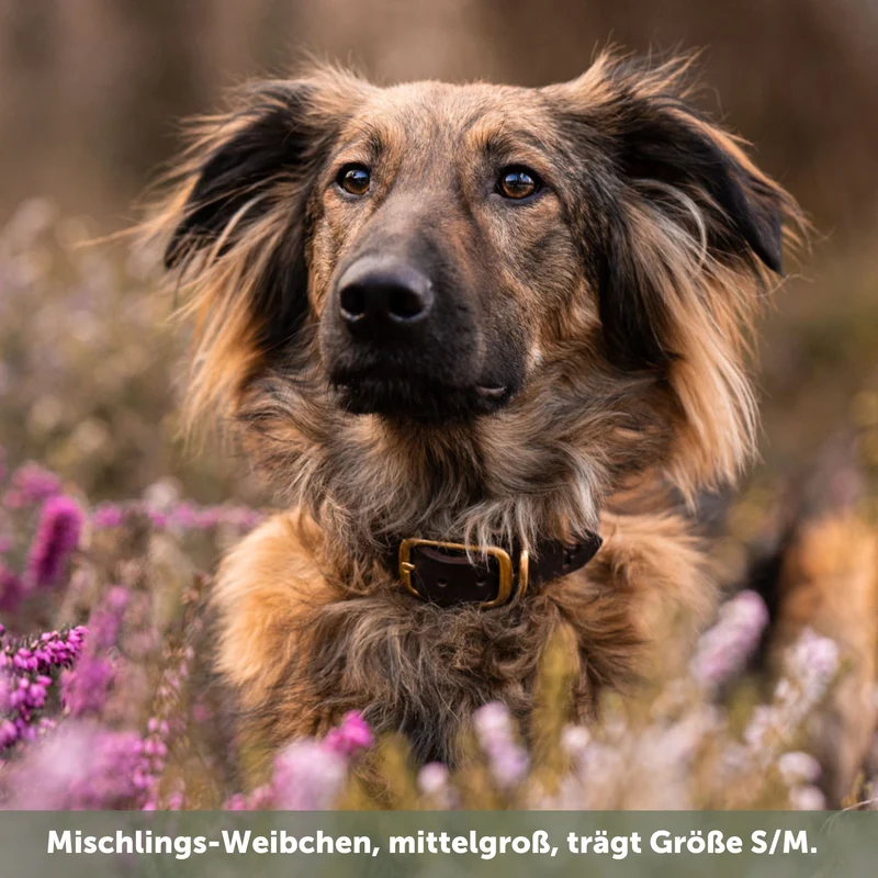 Set | Lederhalsband & Leine in Kastanie