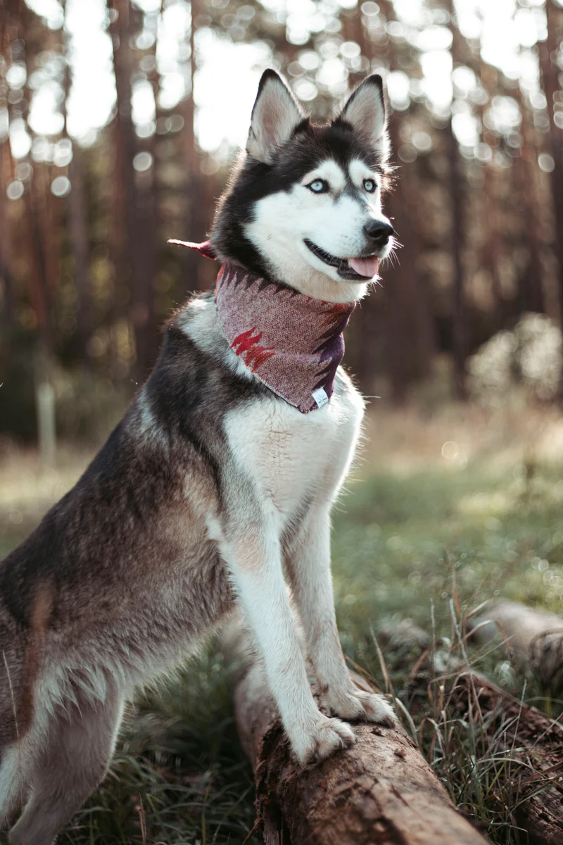 Wildwood | Hundehalstuch