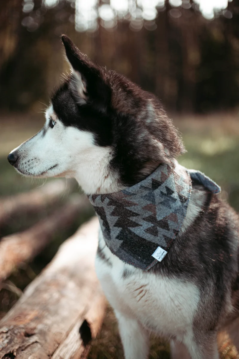 Pine & Peak | Hundehalstuch