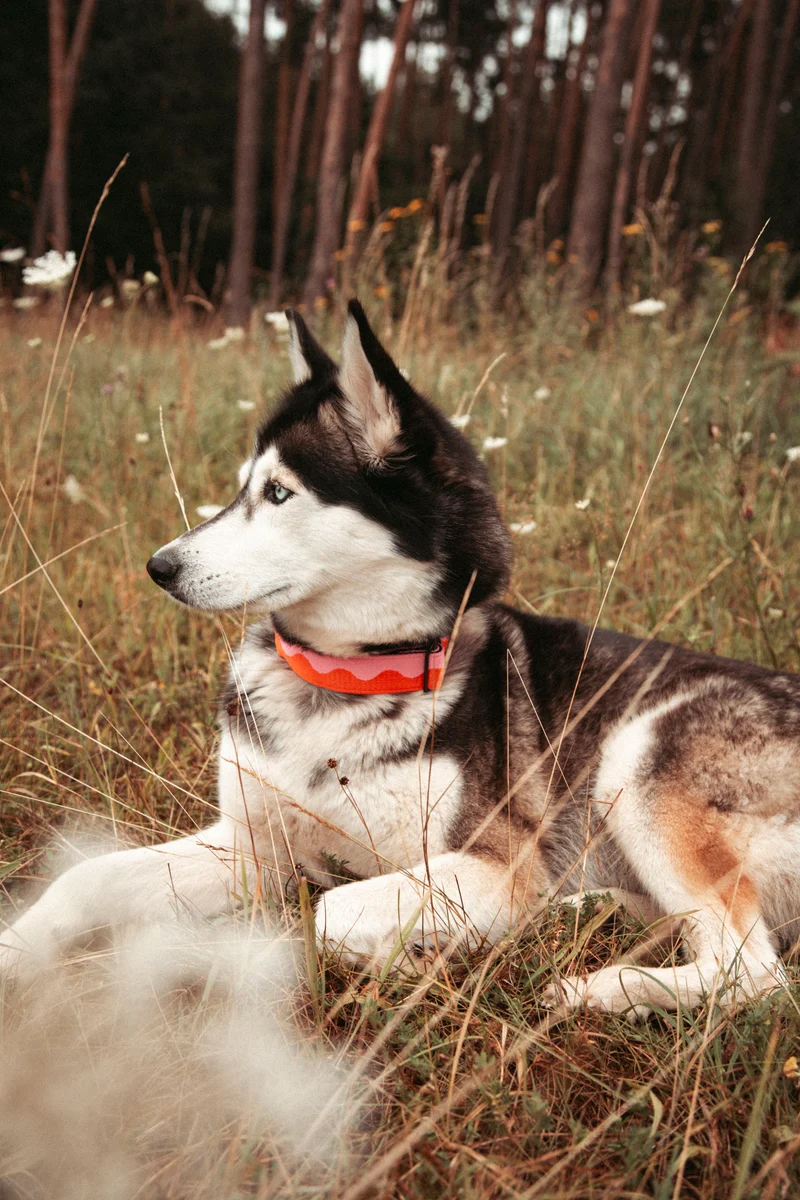 Coral Heat | verstellbares Hundehalsband