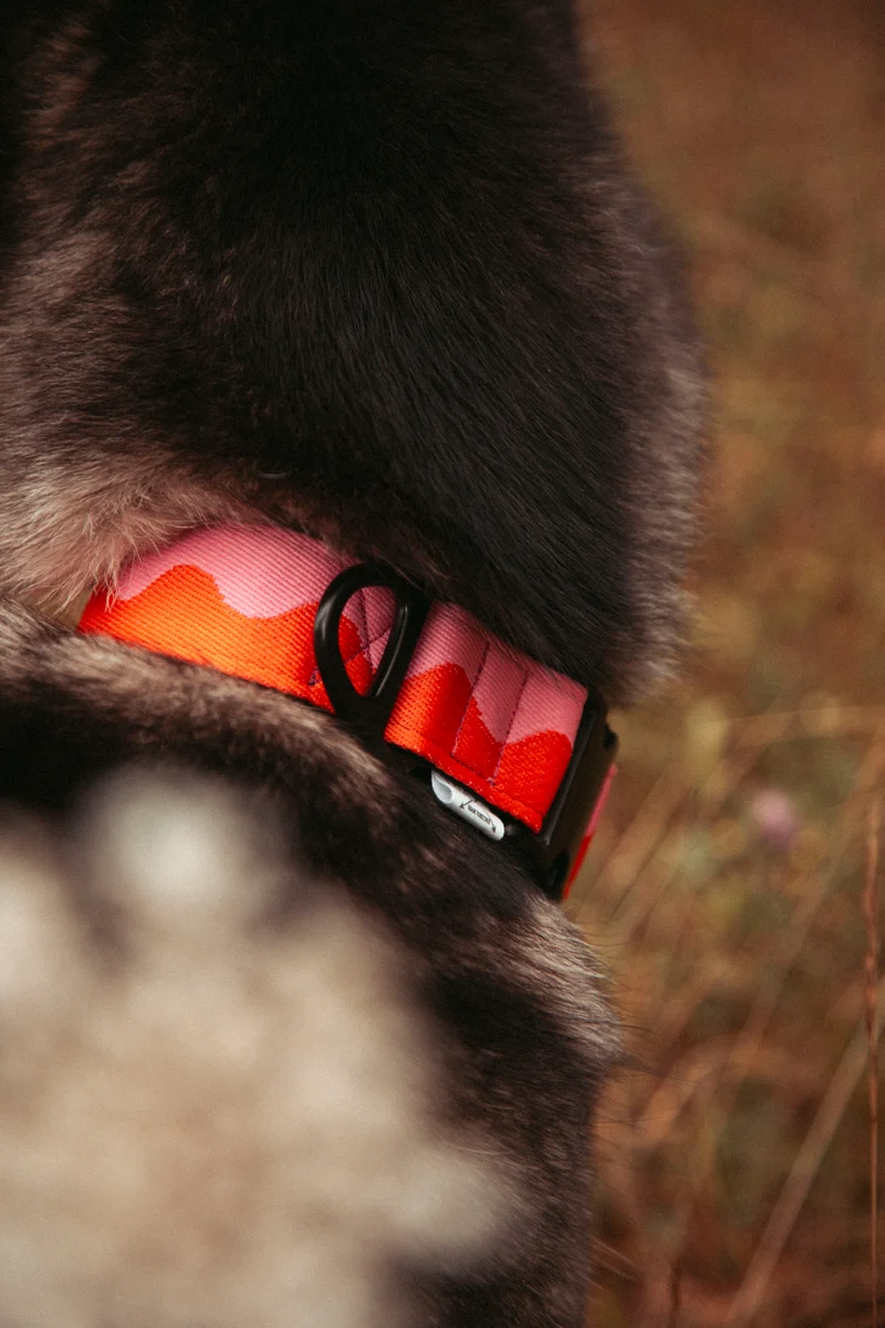 Coral Heat | verstellbares Hundehalsband