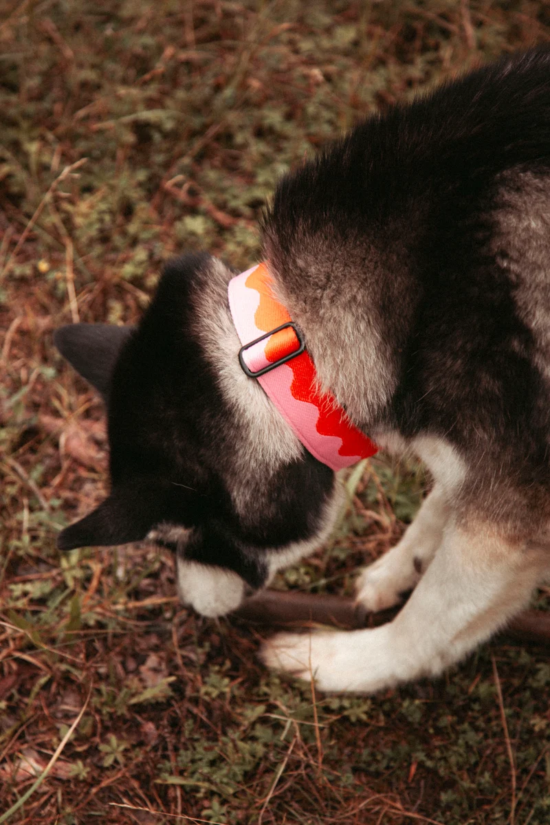 Coral Heat | verstellbares Hundehalsband