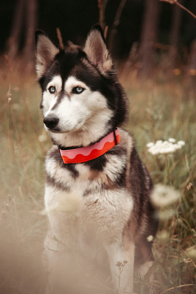 Coral Heat | verstellbares Hundehalsband