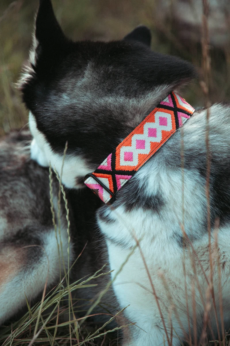 Wild Nomad | verstellbares Hundehalsband