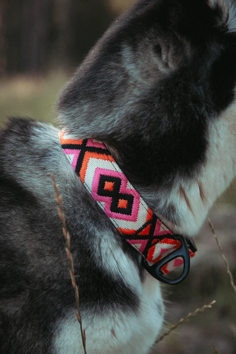 Wild Nomad | verstellbares Hundehalsband
