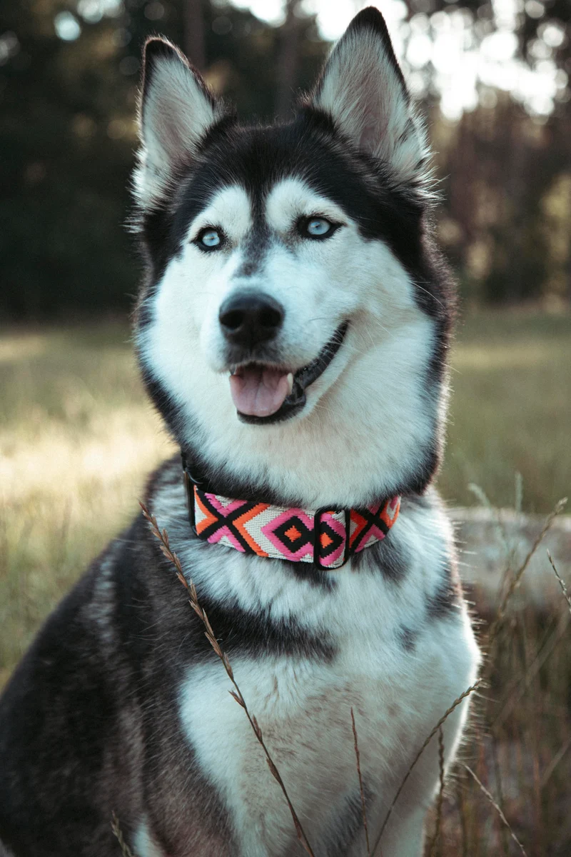 Wild Nomad | verstellbares Hundehalsband
