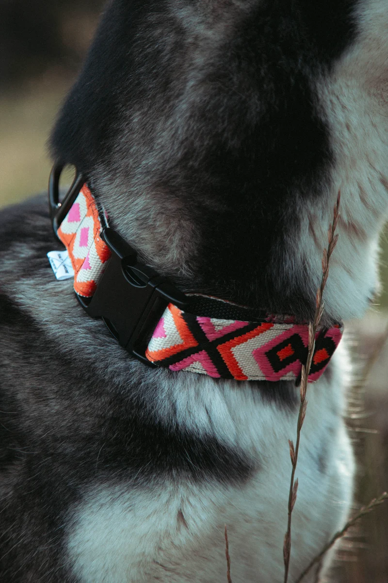 Wild Nomad | verstellbares Hundehalsband
