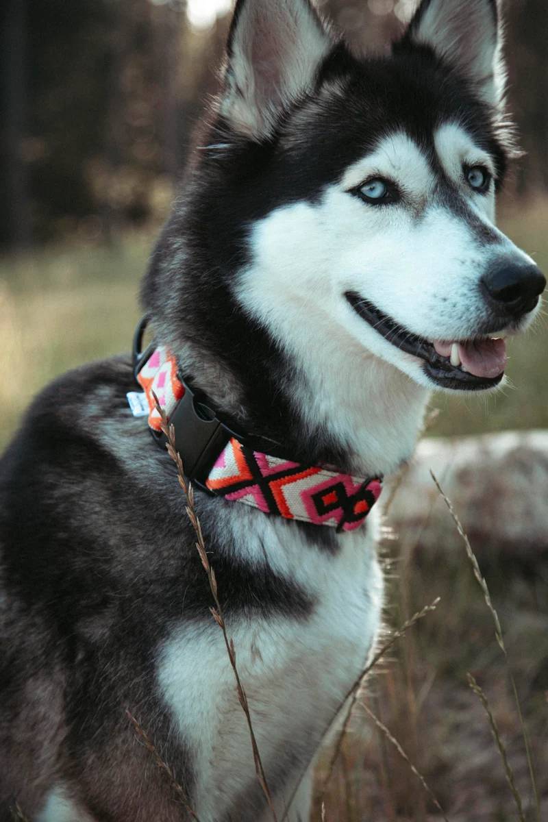 Wild Nomad | verstellbares Hundehalsband