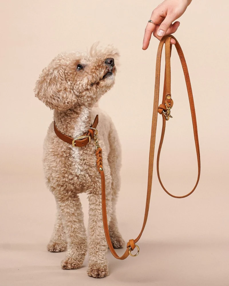 Set | Lederhalsband & Leine in Cognac