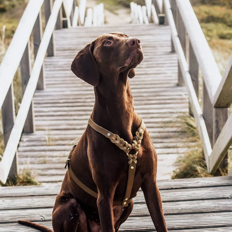 Hundegeschirr 'Bjarki' in Olive