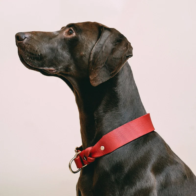 Zugstopp-Halsband aus Fettleder 'Chili'