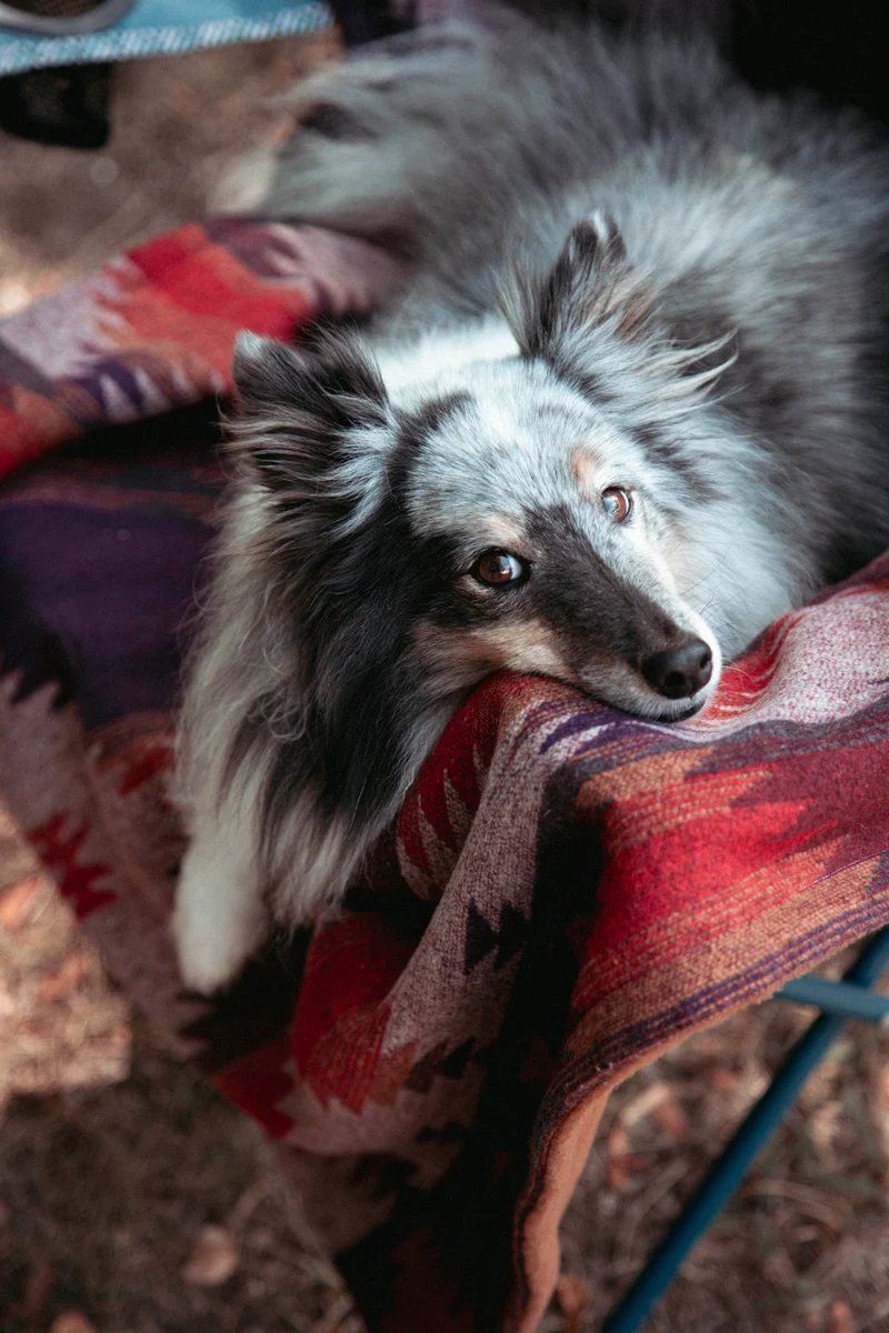 Wildcamp | Hundedecke | Cozy Blanket