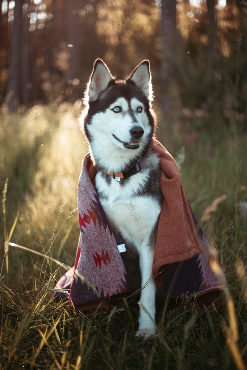 Wildcamp | Hundedecke | Cozy Blanket