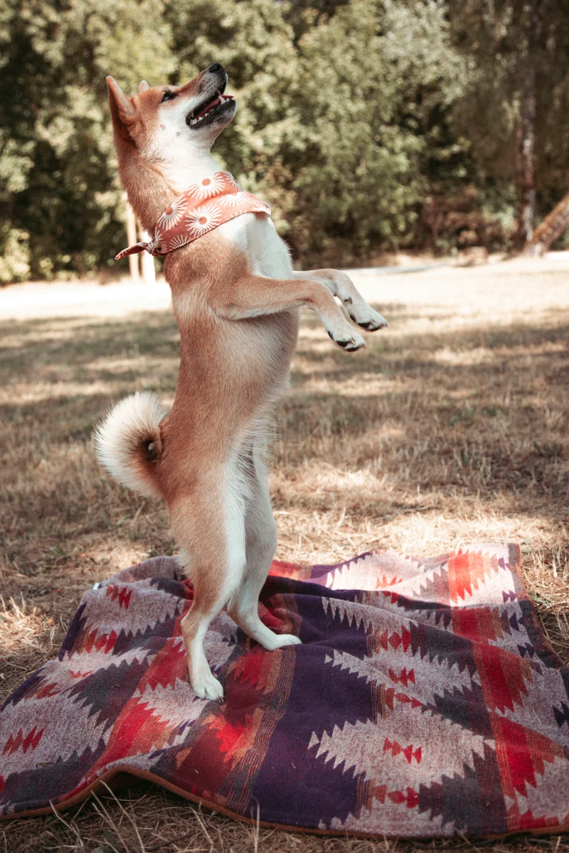 Wildcamp | Hundedecke | Cozy Blanket