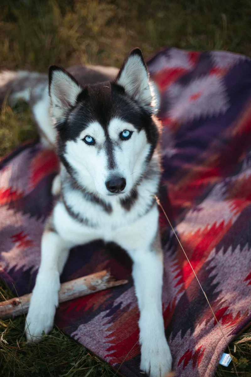 Wildcamp | Hundedecke | Cozy Blanket