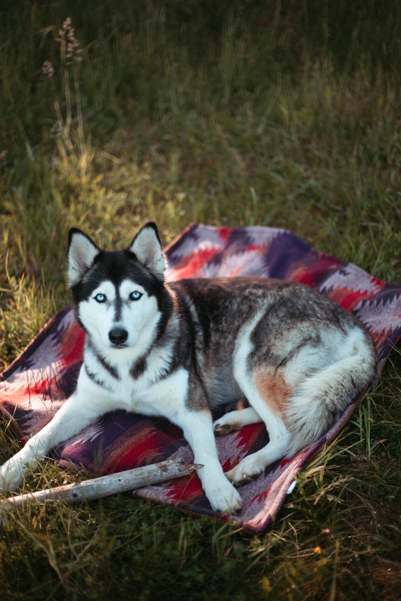 Wildcamp | Hundedecke | Cozy Blanket