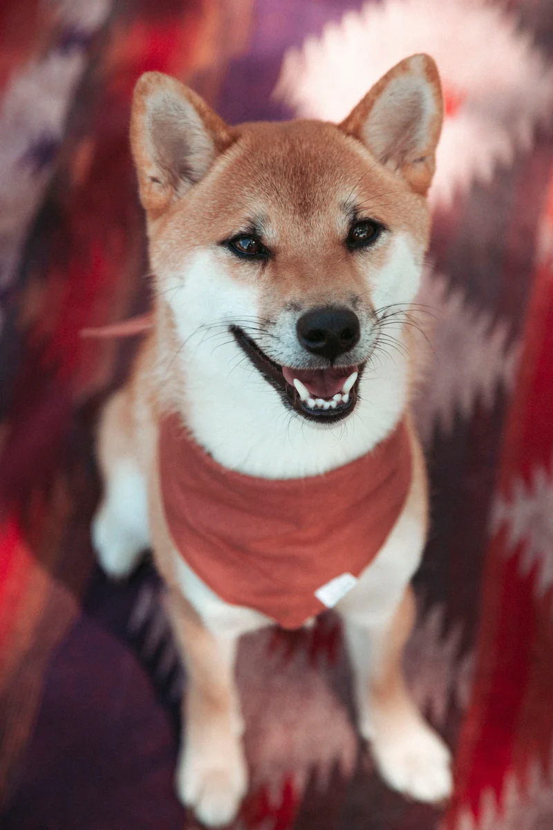 Wildcamp | Hundedecke | Cozy Blanket