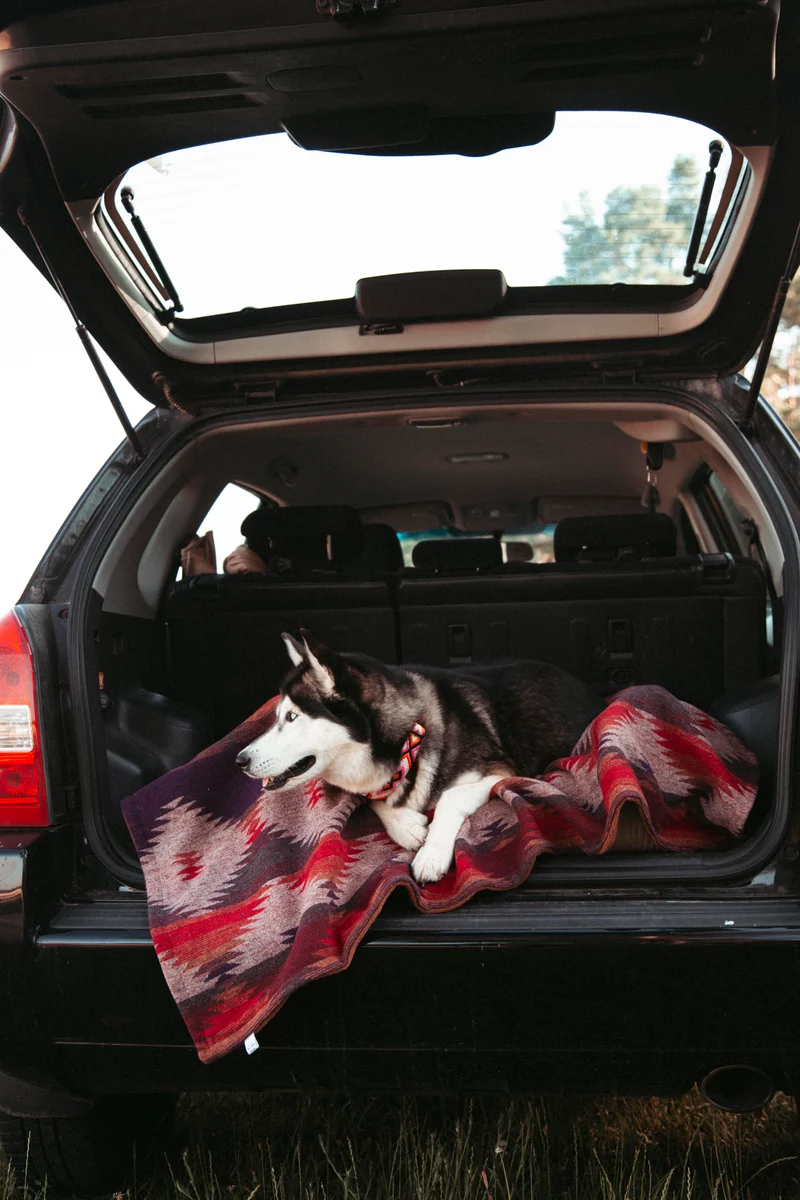 Wildcamp | Hundedecke | Cozy Blanket