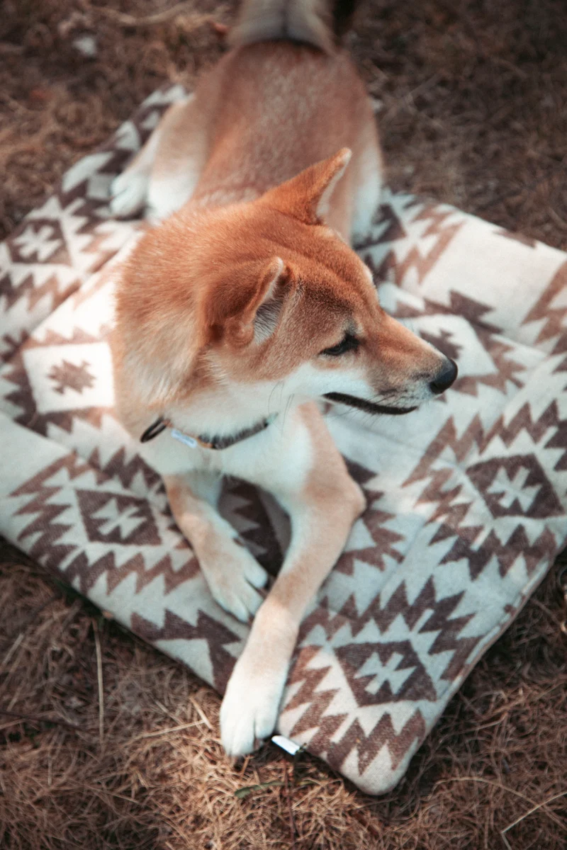 Roots of the North - Basecamp | Travel Blanket