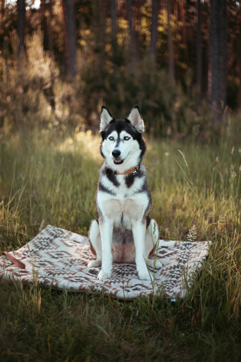 Roots of the North - Basecamp | Travel Blanket